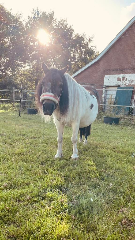 Lieve bruinbonte shetlander merrie, Dieren en Toebehoren, Pony's, Merrie, Niet van toepassing, A pony (tot 1.17m), Recreatiepony
