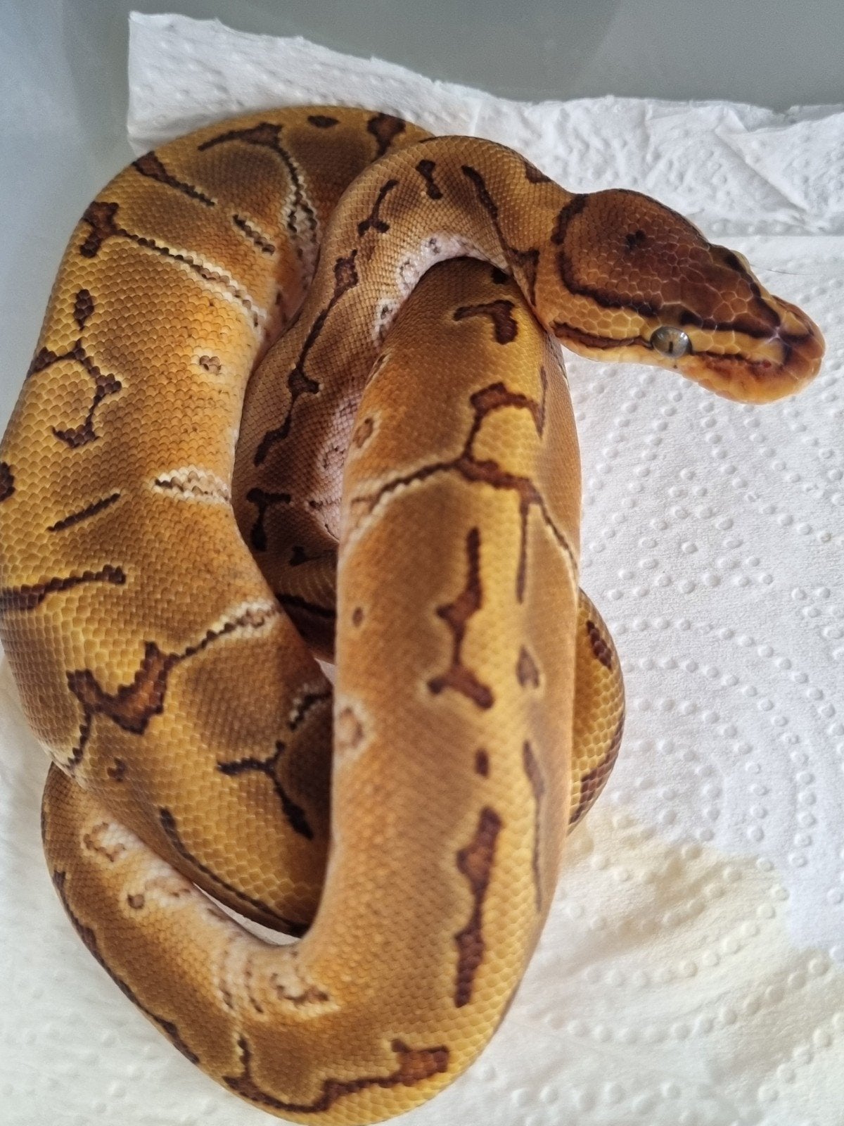 0.1 special enchi pinstripe het piebald Ball Python - female for sale from Rocking Reptiles