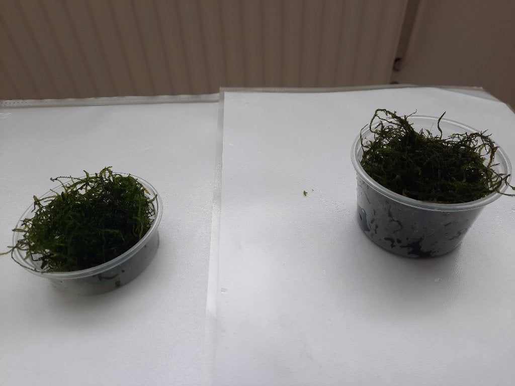 Javamos, leuk bij garnalen (R), Ophalen of Verzenden, Zo goed als nieuw, Plant(en), Steen of Hout