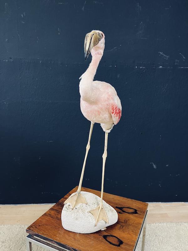 Cubaanse witte Flamingo, taxidermy, Antiek en Kunst, Curiosa en Brocante, Ophalen of Verzenden