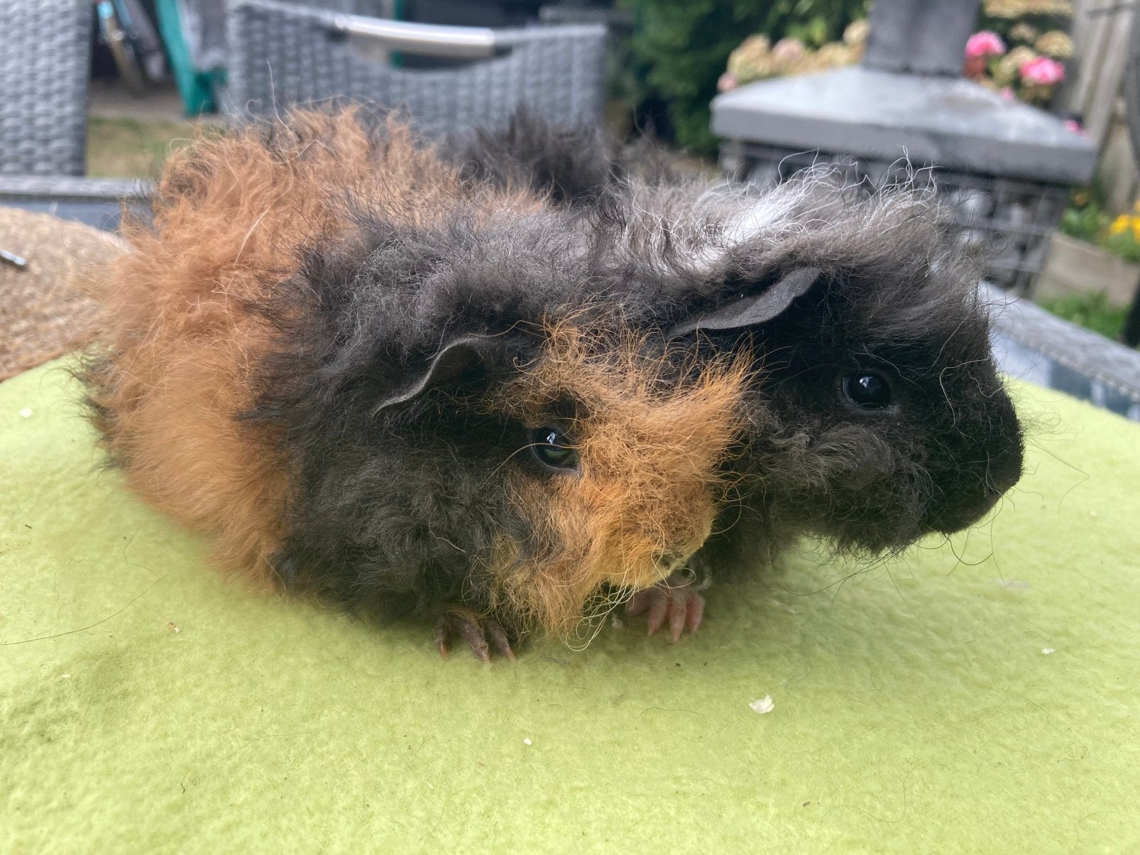 Jonge lunkary cavia zeugjes, Cavia, Juli, Vrouwelijk, Tam