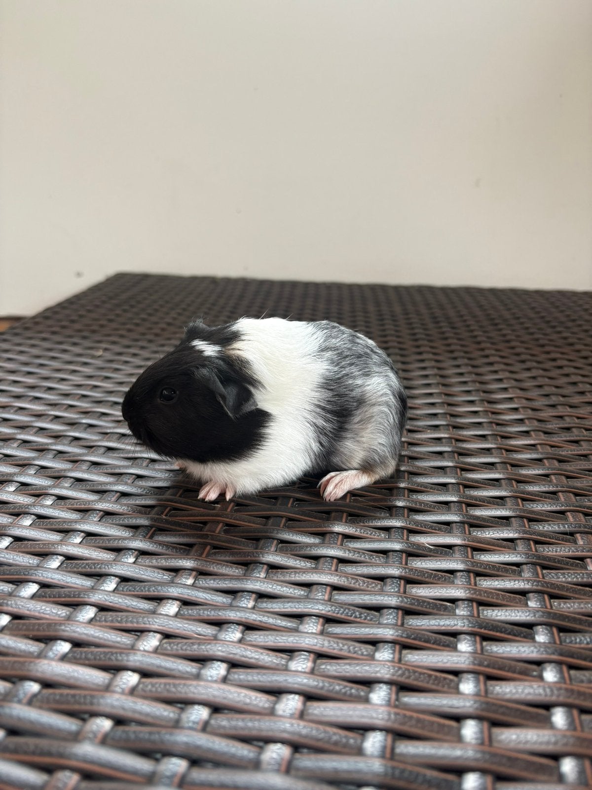 Lieve jonge schimmel cavia beertjes borstel en gladharig, Dieren en Toebehoren, Knaagdieren, Cavia, Mannelijk, Juli, Tam