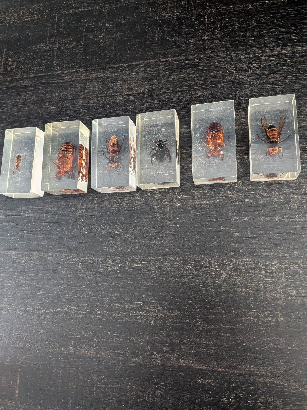 dieren verzameling insecten, Ophalen of Verzenden, Gebruikt, Insect, Beeldje of Figuurtje