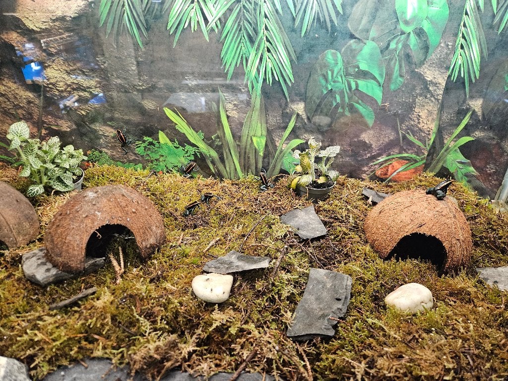 Phyllobates Vittatus Gestreepte pijlgifkikker Frog photo 5