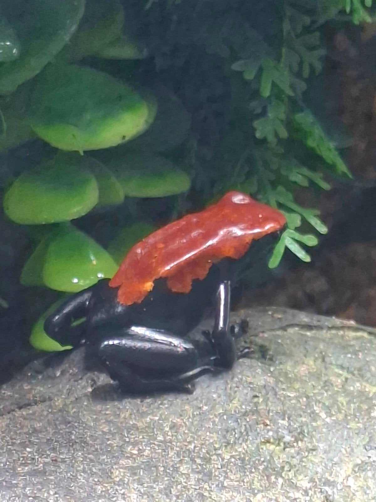 Adelphobates Galactonotus Red - pijlgifkikker Frog - unknown for sale from H. Brakels