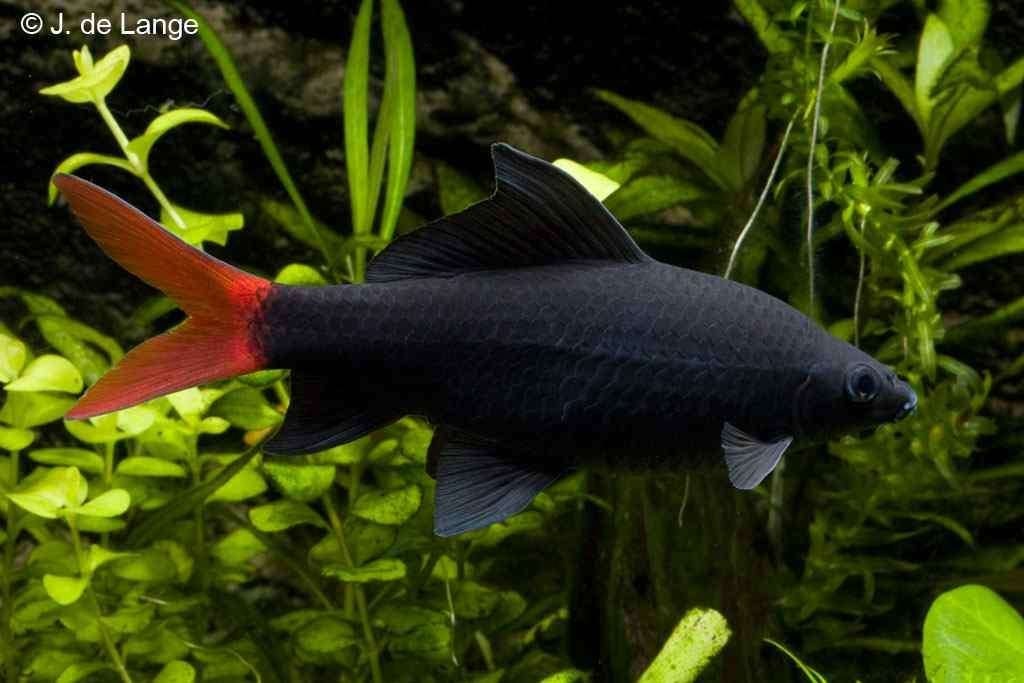 labeo bicolor 10cm, Vis, Zoetwatervis