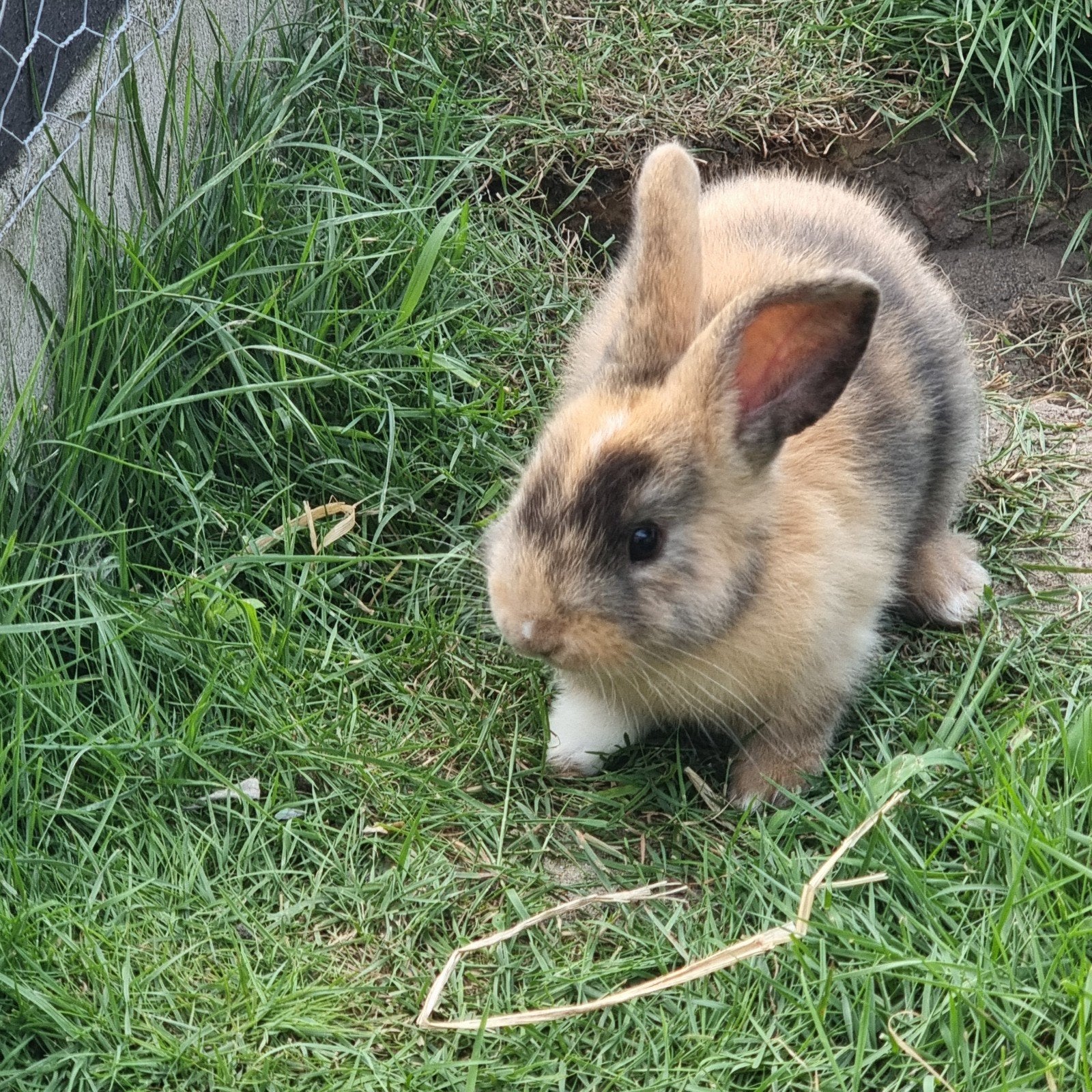 baby konijntje ram, Dieren en Toebehoren, Konijnen, Mannelijk, Dwerg