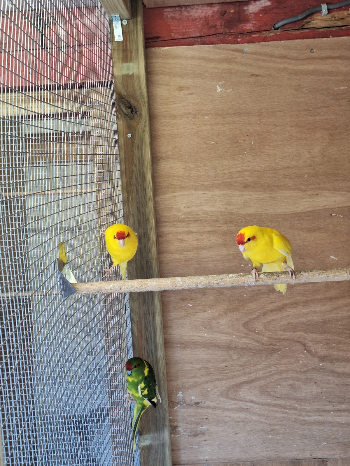 5 kakarikies, Meerdere dieren, Parkiet, Geringd