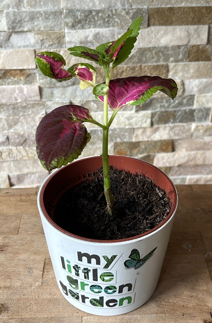Siernetel in pot, Overige soorten, In pot, Minder dan 100 cm, Groene kamerplant