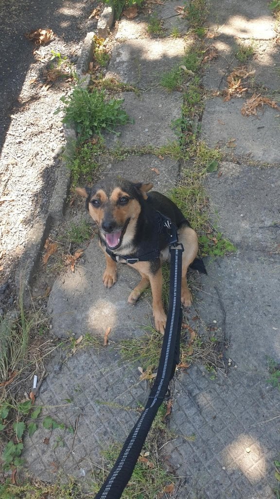 Luna, pincher mixje zoekt fijn thuis, 15 weken tot 1 jaar, Teef, Eén hond, Klein