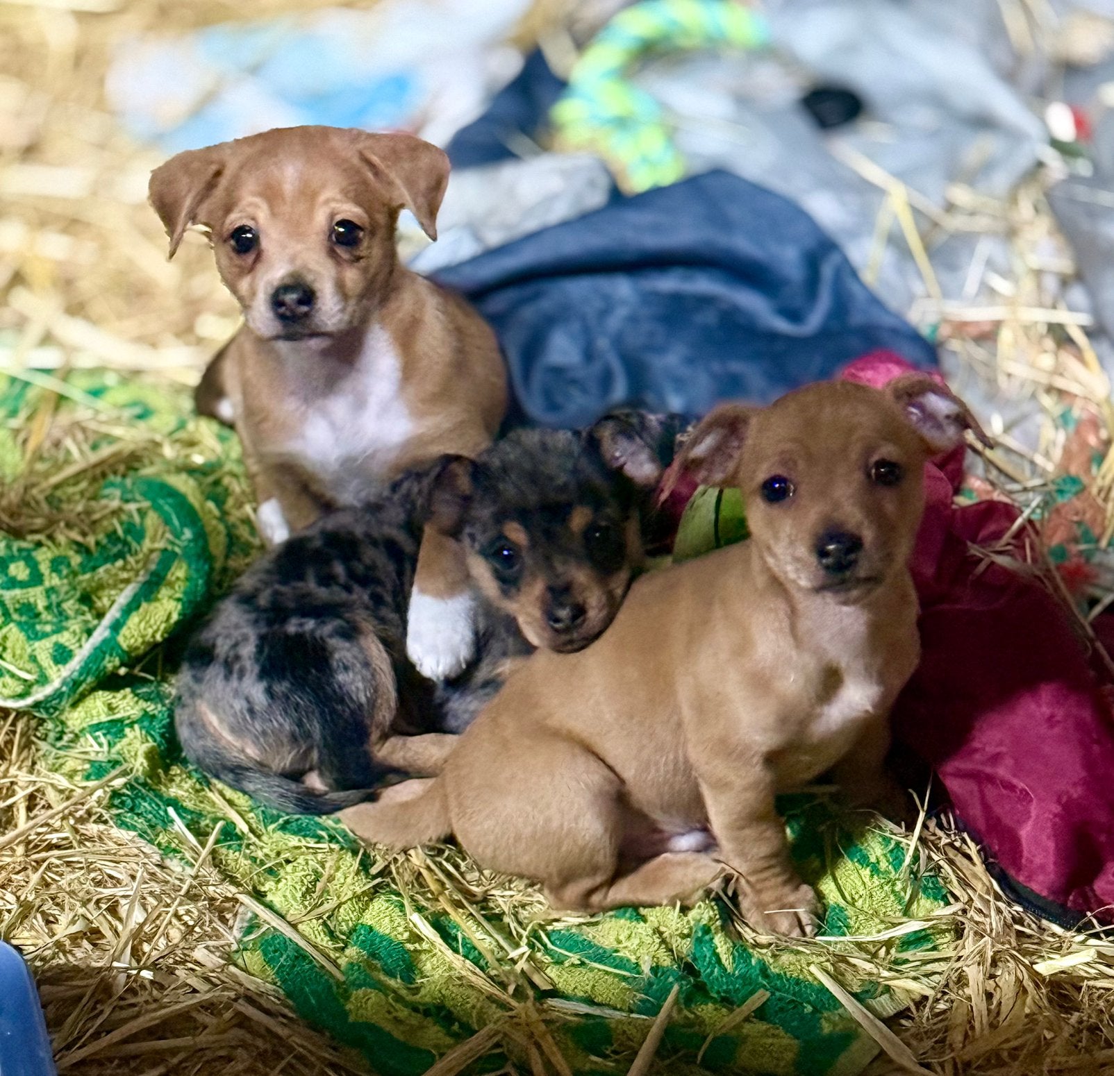 Hele lieve knappe puppy’s, Reu, 8 tot 15 weken, Meerdere, Chihuahua
