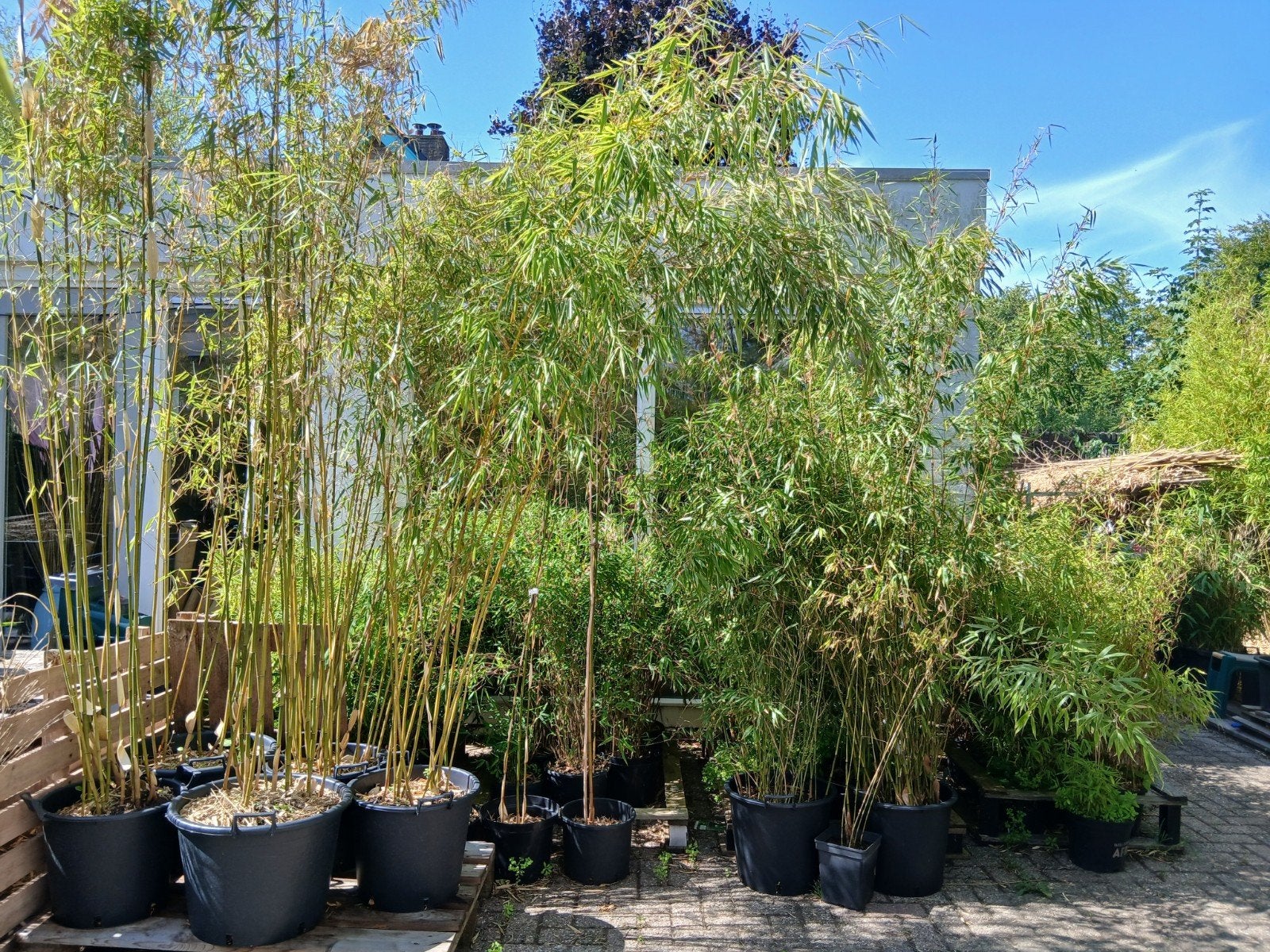 Mooie voordelige bamboeplanten, Bloeit niet, Overige soorten, Ophalen, Volle zon