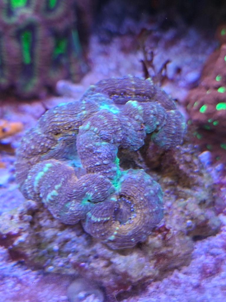 Zeeaquarium koralen, Dieren en Toebehoren, Ophalen, Nieuw, Plant(en), Steen of Hout