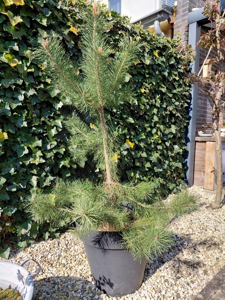 Wilde Dennenboom in pot 160 cm hoog inc pot, Halfschaduw, Overige soorten, 100 tot 250 cm, Ophalen