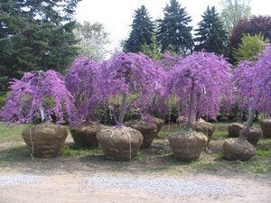 Cercis canadensis Lavender Twist / Judasboom / Treurvorm ‼️, Tuin en Terras, Planten | Bomen, Treurboom, Lente, 100 tot 250 cm