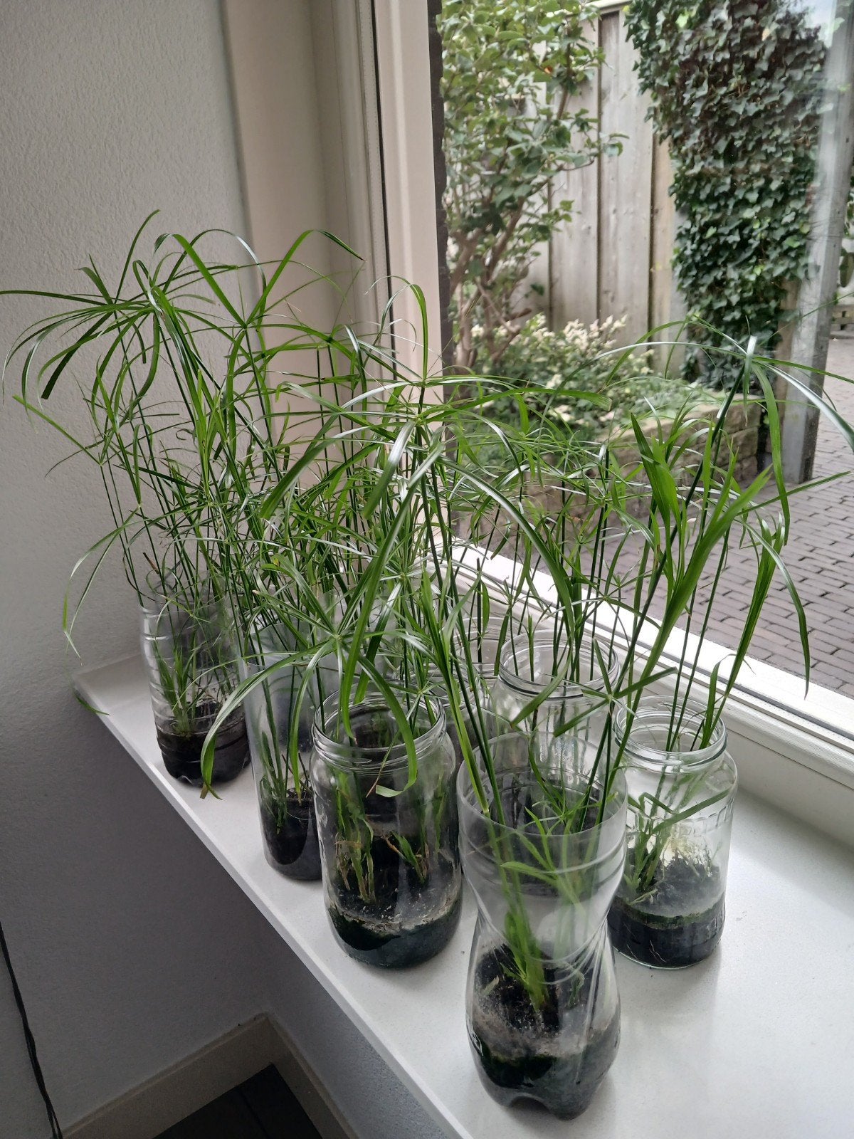 Parapluplant jonge planten en stekjes, Ophalen of Verzenden, Halfschaduw, Minder dan 100 cm