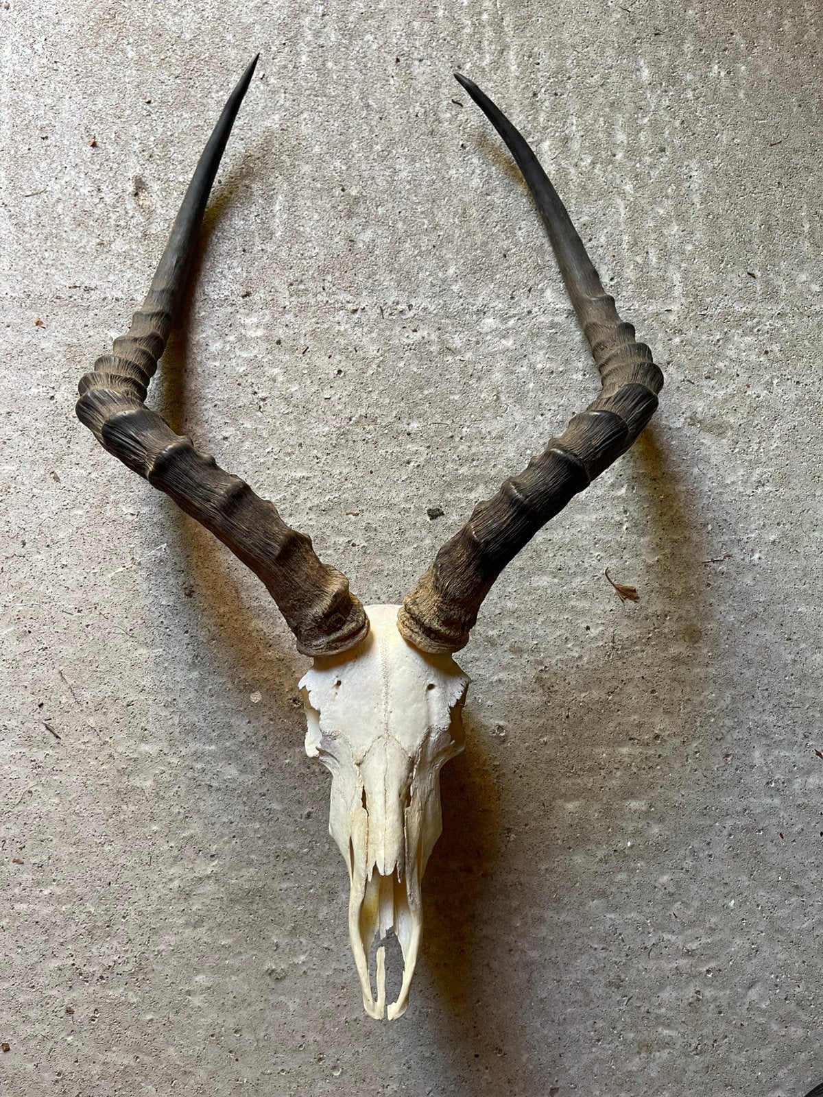 Prachtig grote impala schedel, Verzamelen, Dierenverzamelingen, Ophalen of Verzenden, Zo goed als nieuw
