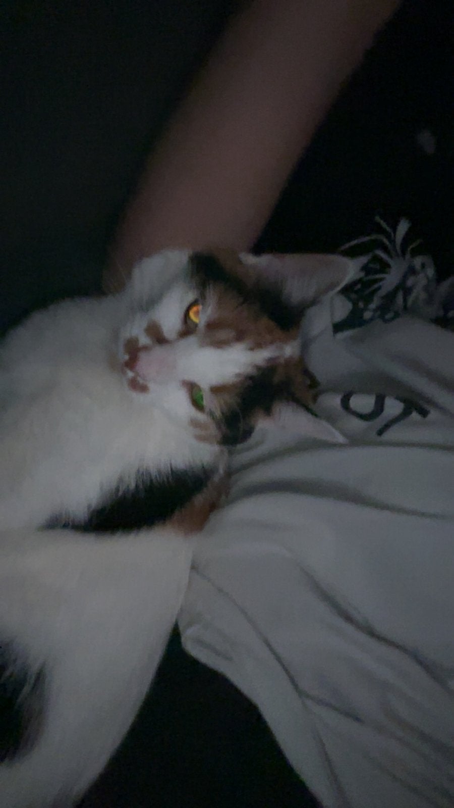 Lapjes kat, Dieren en Toebehoren, Poes, Gechipt, 0 tot 2 jaar
