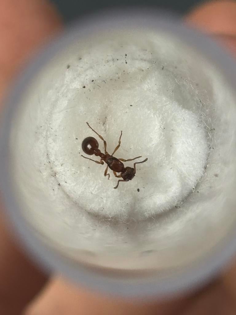 Myrmica sp koninginnen, Mieren