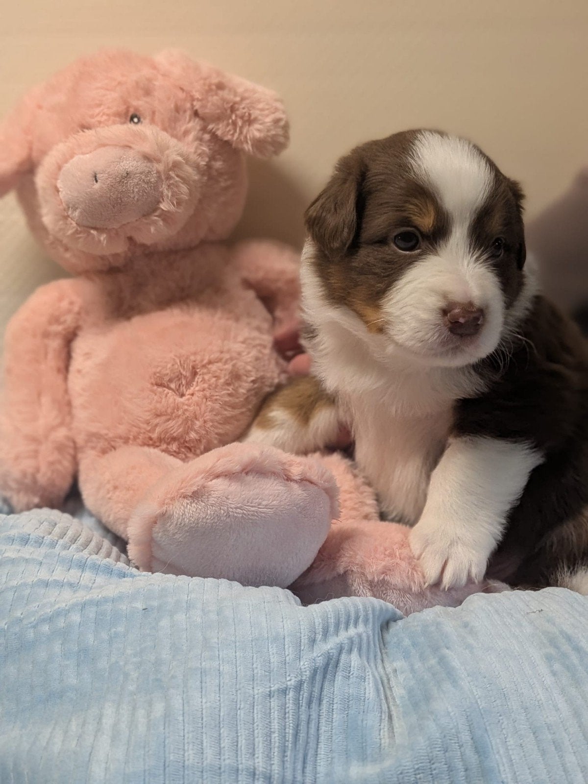 Australië Shepherd pups, België, Particulier, 8 tot 15 weken, Meerdere