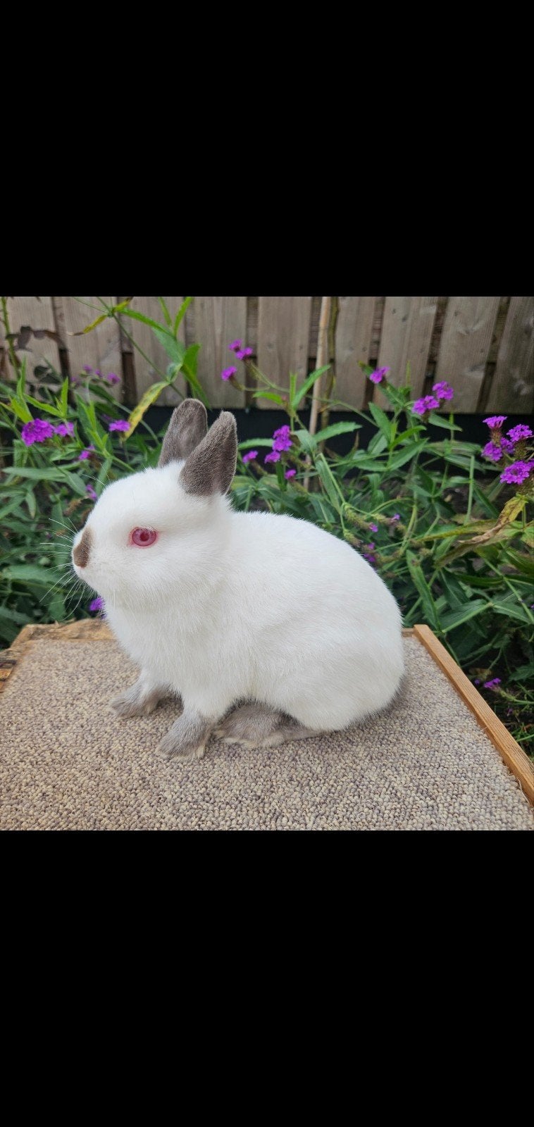 Prachtig jong dwergkonijn Rus ram., Dieren en Toebehoren, Mannelijk, Dwerg, 0 tot 2 jaar