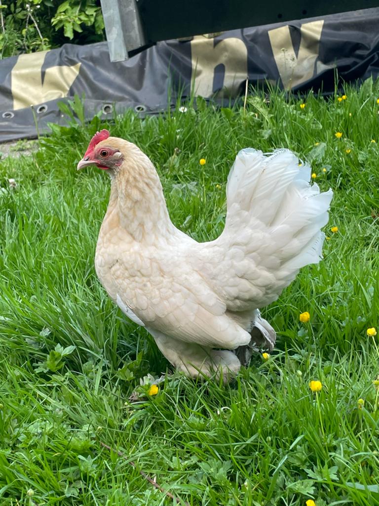 Mooie sabelpoot kriel hen, Dieren en Toebehoren, Pluimvee, Vrouwelijk, Kip