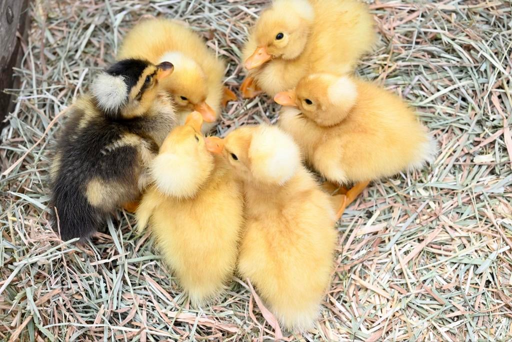 Oud Hollandse kuifeend kuikens/pulletjes/eendjes, Meerdere dieren, Eend
