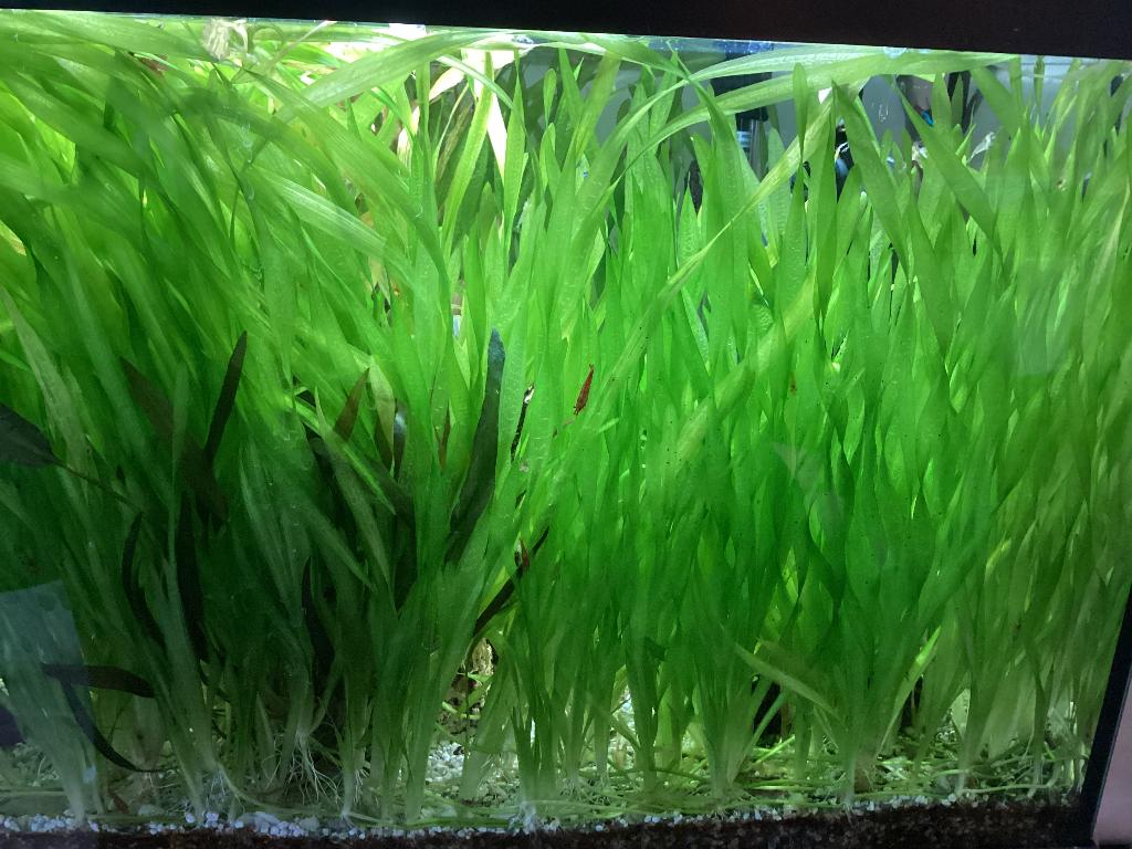 Aquarium plantjes, Ophalen, Nieuw, Plant(en), Steen of Hout