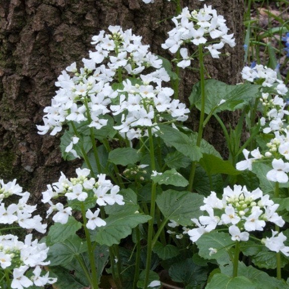 Pachyphragma macrophyllum, Kaukasische look, schaduwplant, Ophalen, Lente, Vaste plant, Bodembedekkers