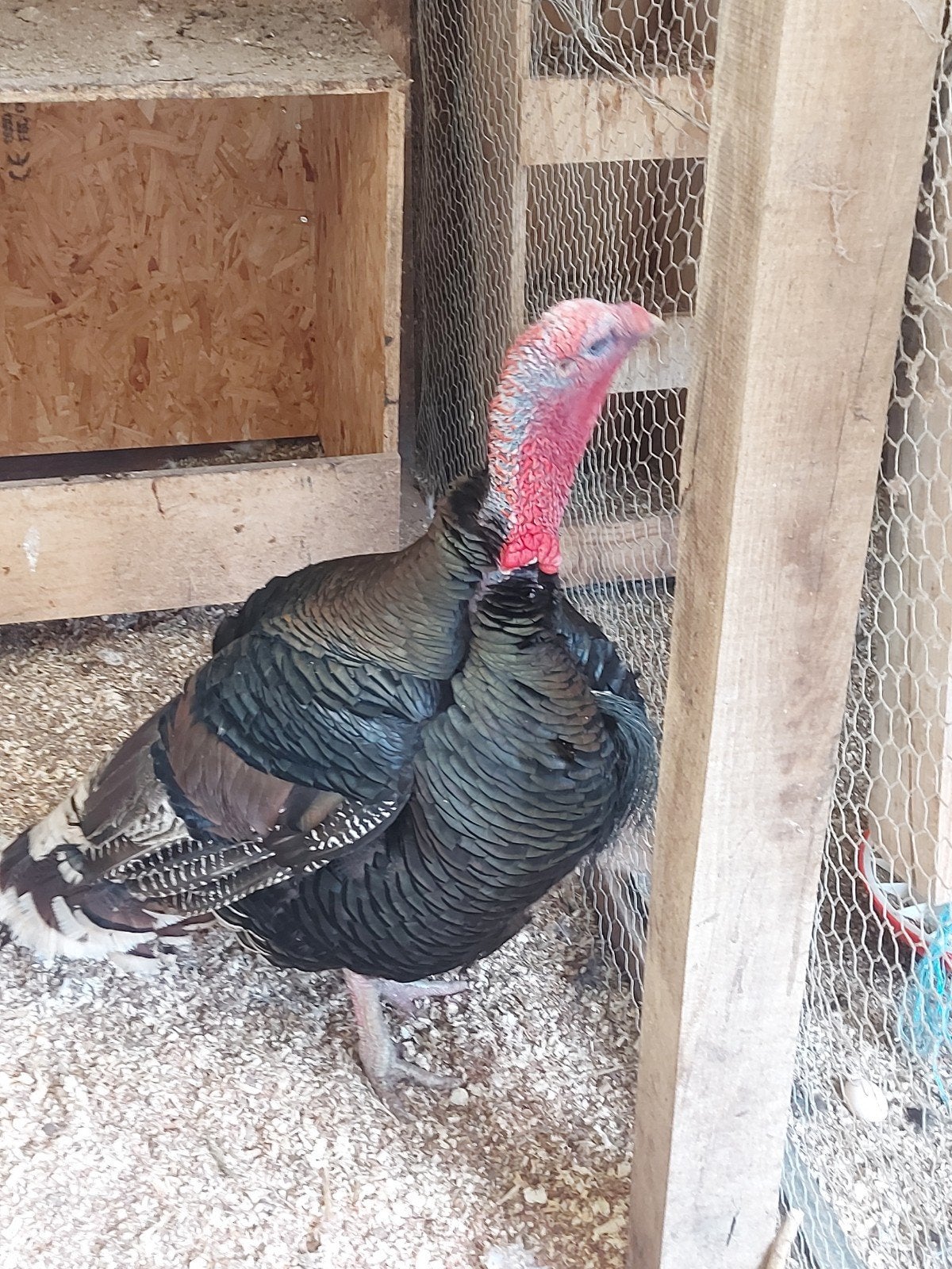 2 kalkoenen, Meerdere dieren, Kalkoen