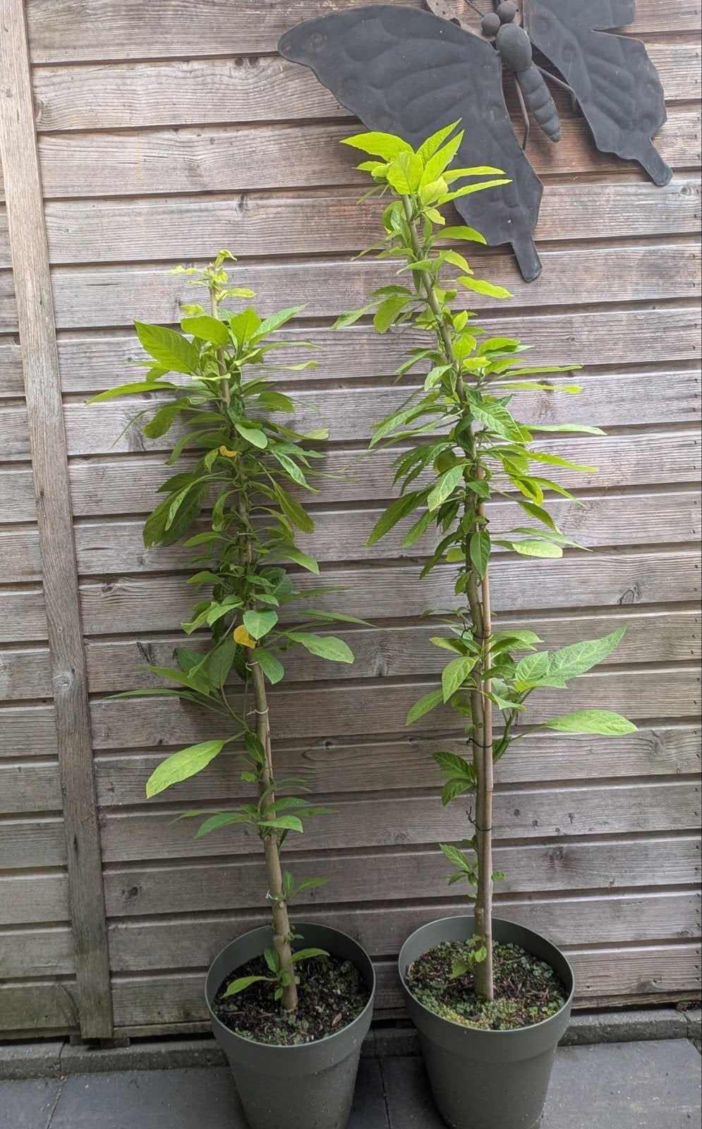 2 Brugmansia planten (Engelentrompet) - zonder potten, Tuin en Terras, Volle zon, Vaste plant, Zomer, Ophalen