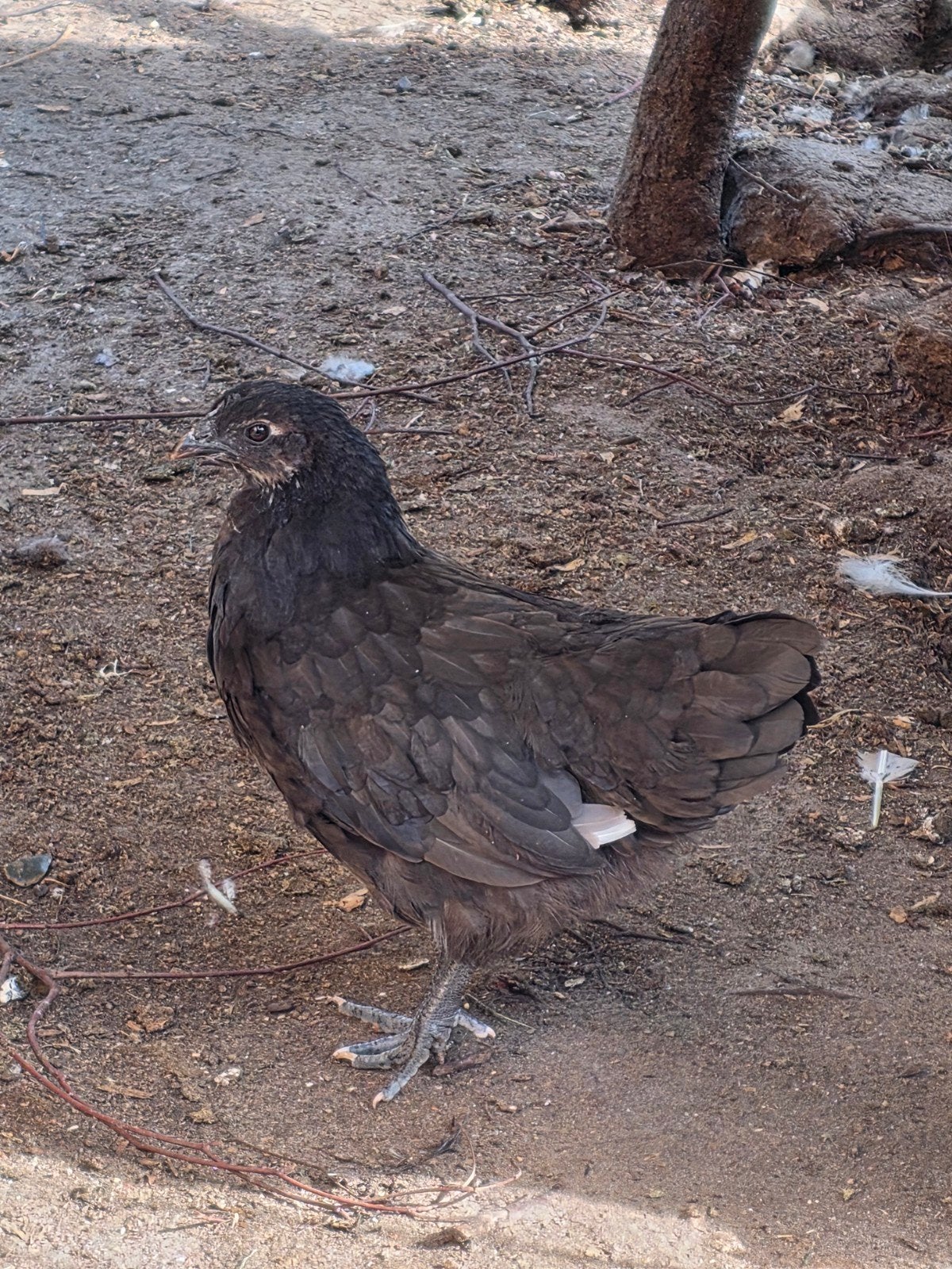 Kruising bonte leghoorn  ayam cemani hennen, Vrouwelijk, Kip