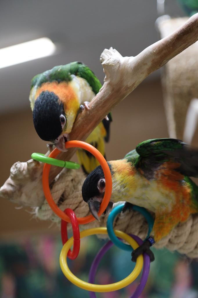 Jonge Baby Zwartkop Caique´s | getest | Speels | Handtam, Meerdere dieren, Papegaai, Pratend