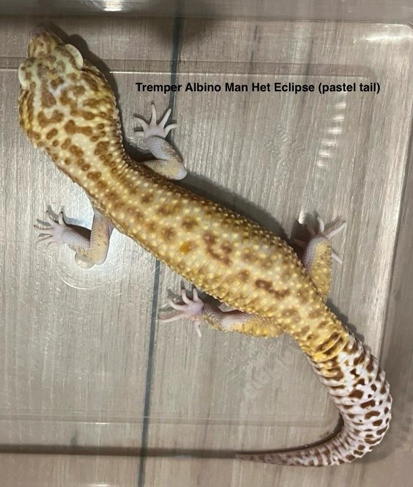Luipaard gekko Tremper Albino Het Eclipse (pastel tail) Male Leopard Gecko - unknown for sale from Eindhoven noord