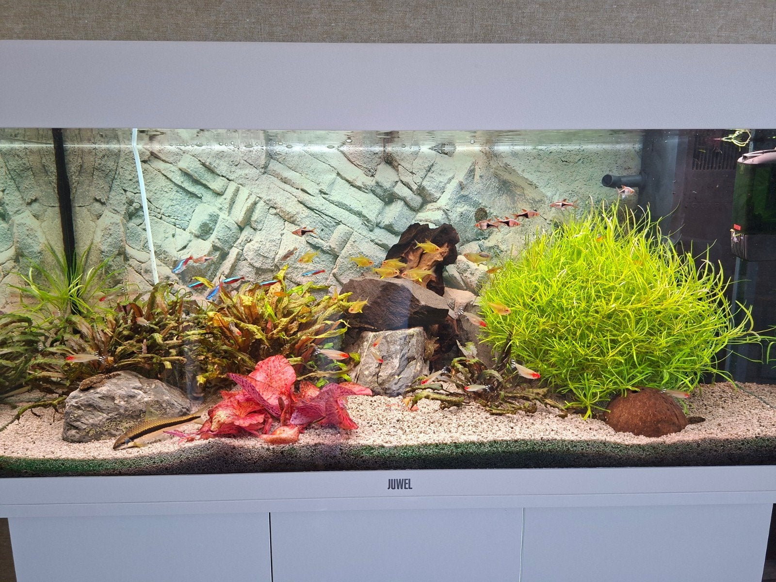 JUWEL, Ophalen, Zo goed als nieuw, Gevuld zoetwateraquarium