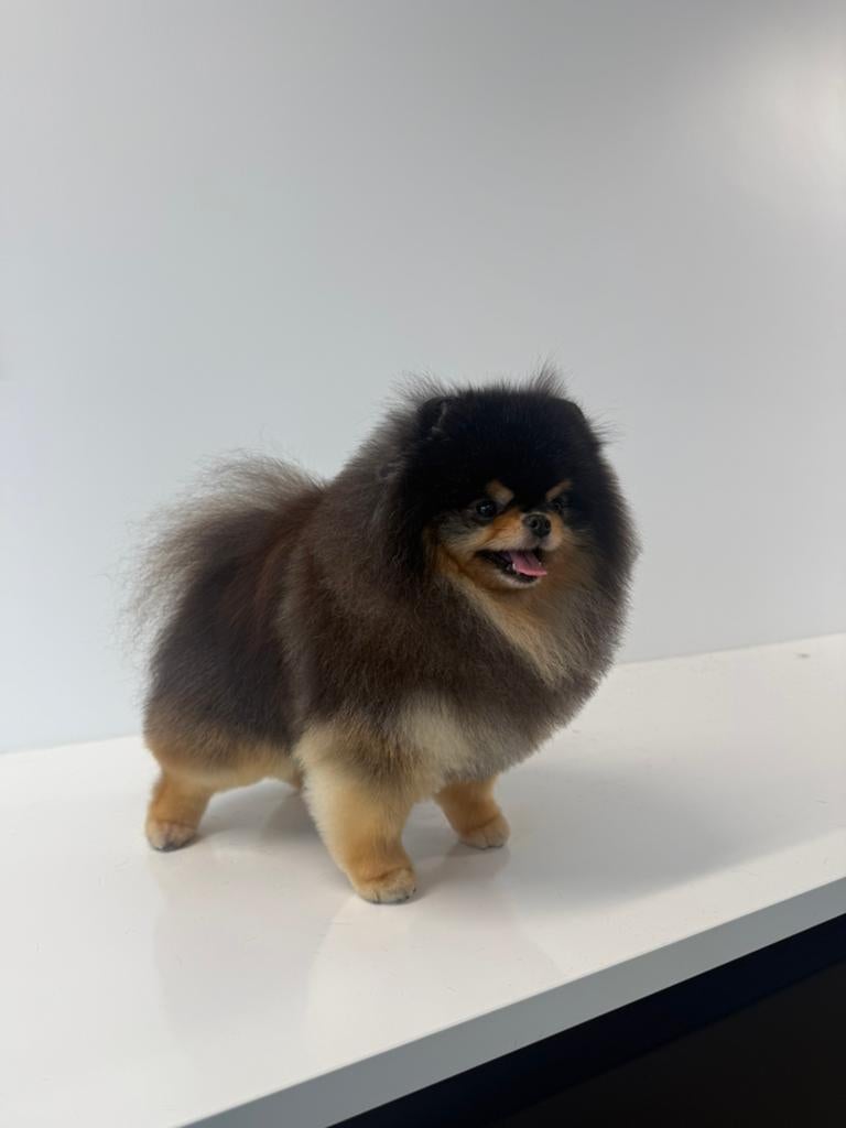 Ervaren Dekreu PLvrij SM/CMvrij+petscan pomeranian/pomeriaan, Keeshond, Reu, 1 tot 2 jaar, Parvo