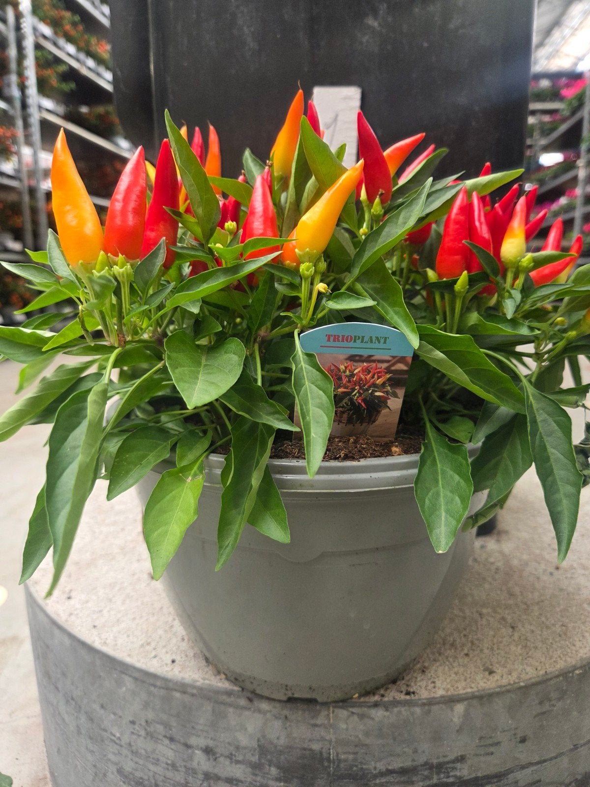 Trioplant Chilipeper Plant - Direct van de Veiling, Tuin en Terras, Volle zon, Groenteplanten, Eenjarig, Ophalen of Verzenden