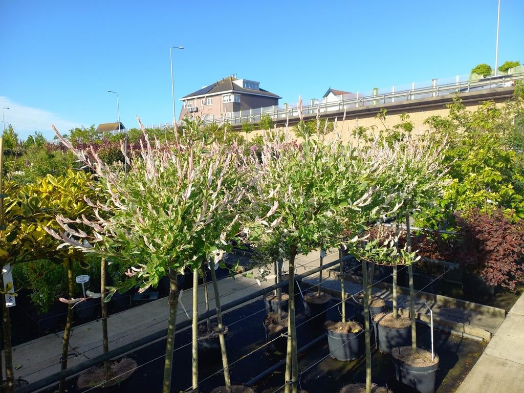Salix nishiki, Overige soorten, 100 tot 250 cm, Zomer, Ophalen