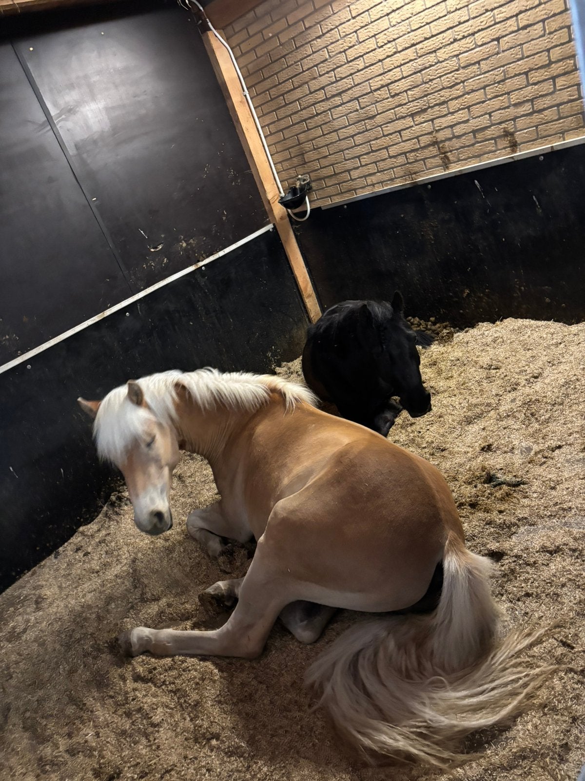 Gezellige verzorg(st)er (16+) gezocht, Dieren en Toebehoren, Paarden en Pony's | Overige Paardenspullen, Ophalen, Nieuw, Overige disciplines