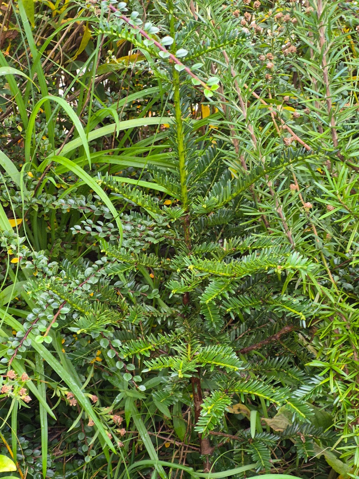 2 Taxus planten van 30 cm, Vaste plant, Bloeit niet, Halfschaduw, Ophalen