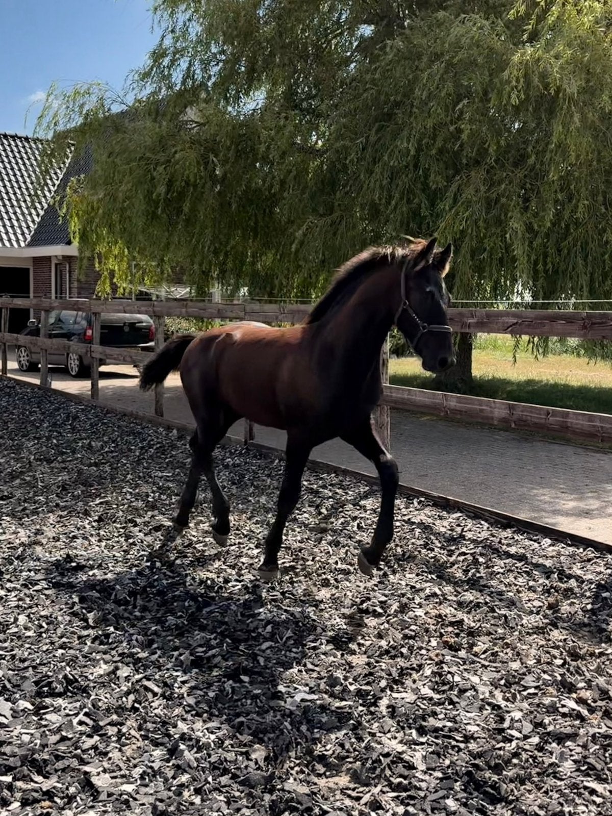 Fries hengstveulen, Dieren en Toebehoren, Paarden, Hengst, Niet van toepassing, Minder dan 160 cm, 0 tot 2 jaar
