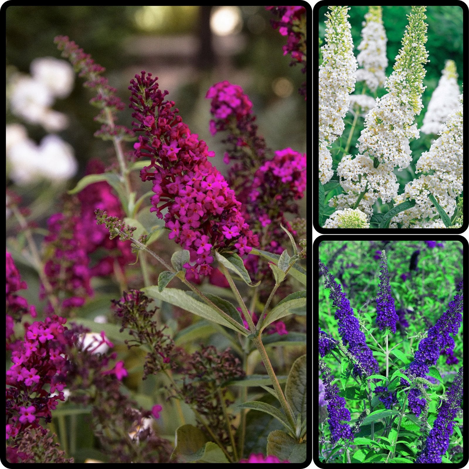 Vlinderstruik - Buddleja - Chemievrij - Diversen, Tuin en Terras, Planten | Struiken en Hagen, Ophalen of Verzenden, Vlinderstruik