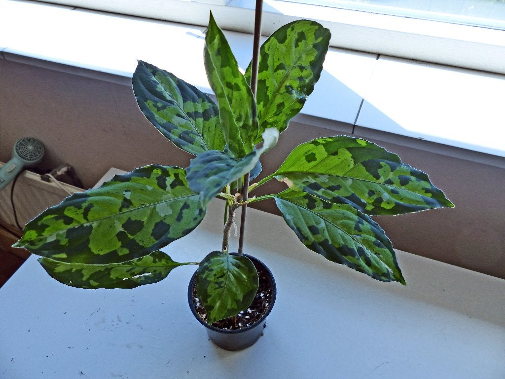 Aglaonema pictum' - Prachtige Groene Kamerplant 7 planten, Ophalen, Overige soorten, Halfschaduw, In pot