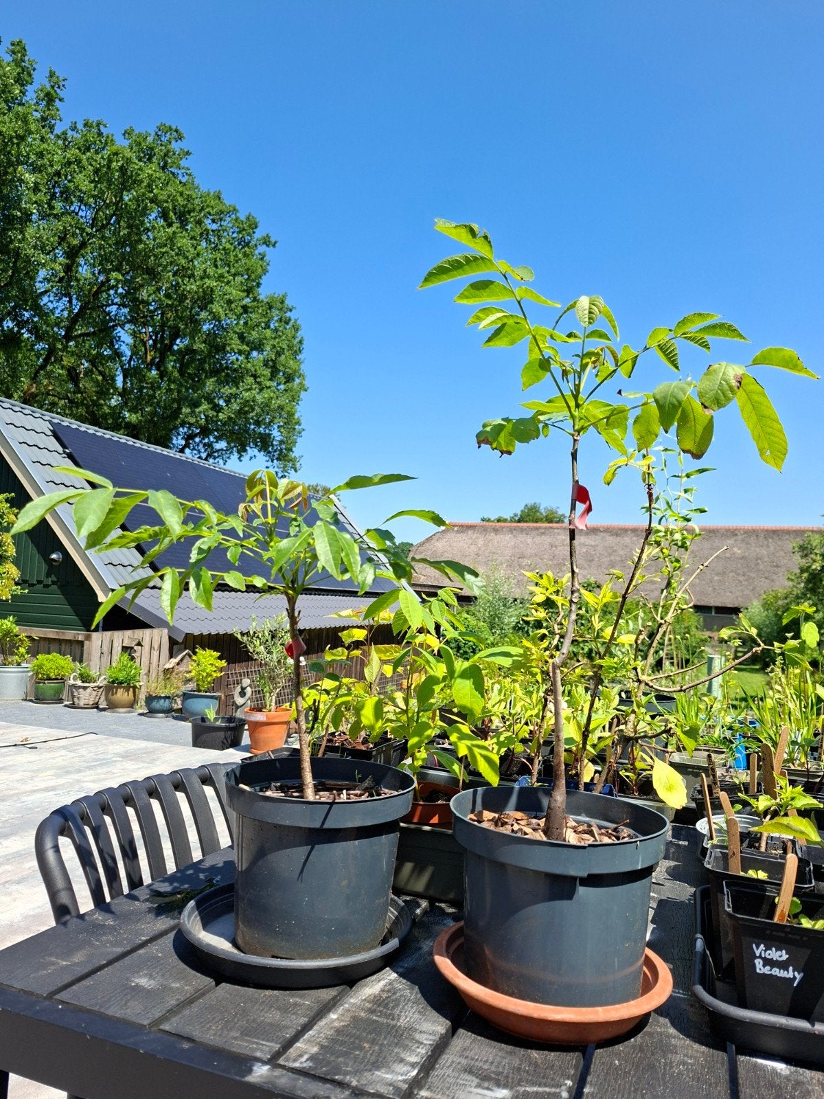 Walnootboom (Juglans regia) - Jonge planten, Ophalen