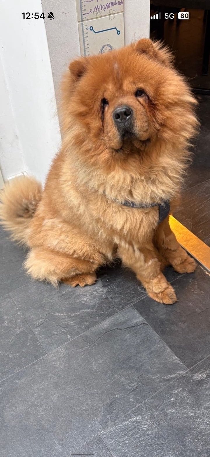 Chow chow reu, België, Particulier, Parvo, Eén hond
