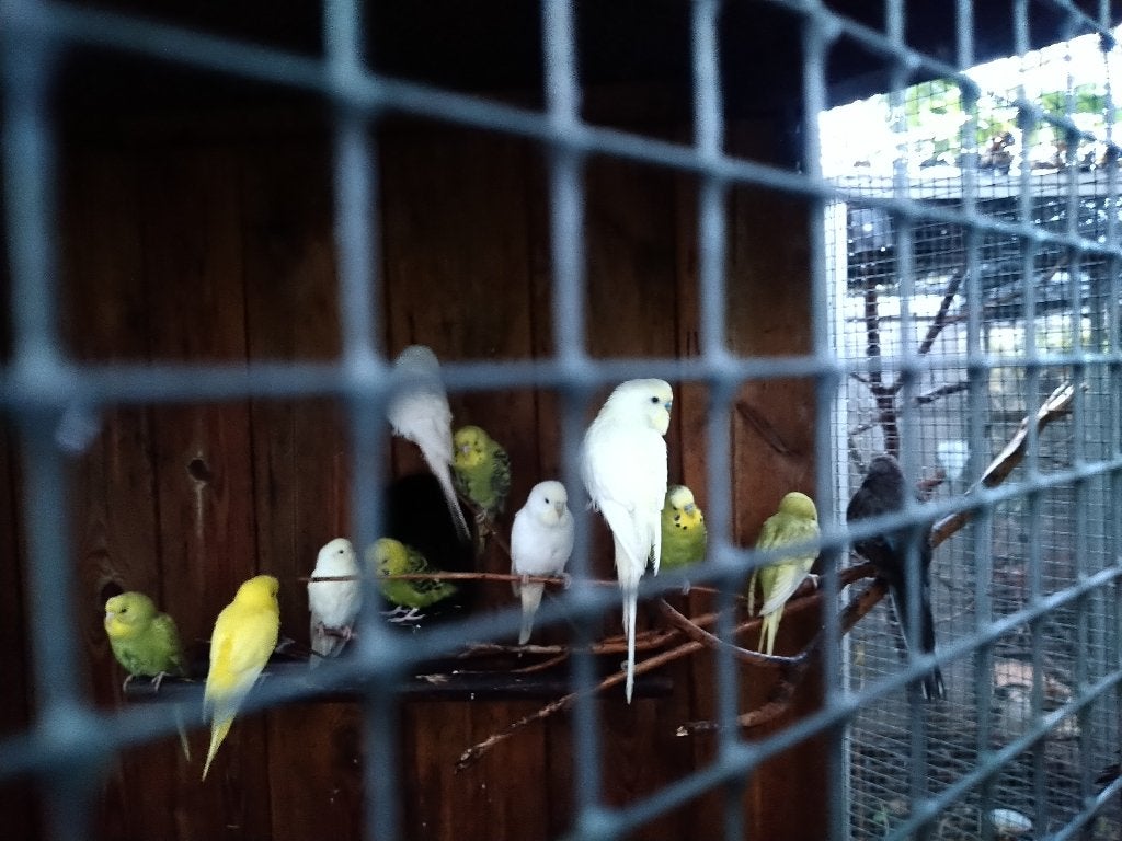 voliére, zónder vogels, Dieren en Toebehoren, Ophalen, Gebruikt, Hout, Volière