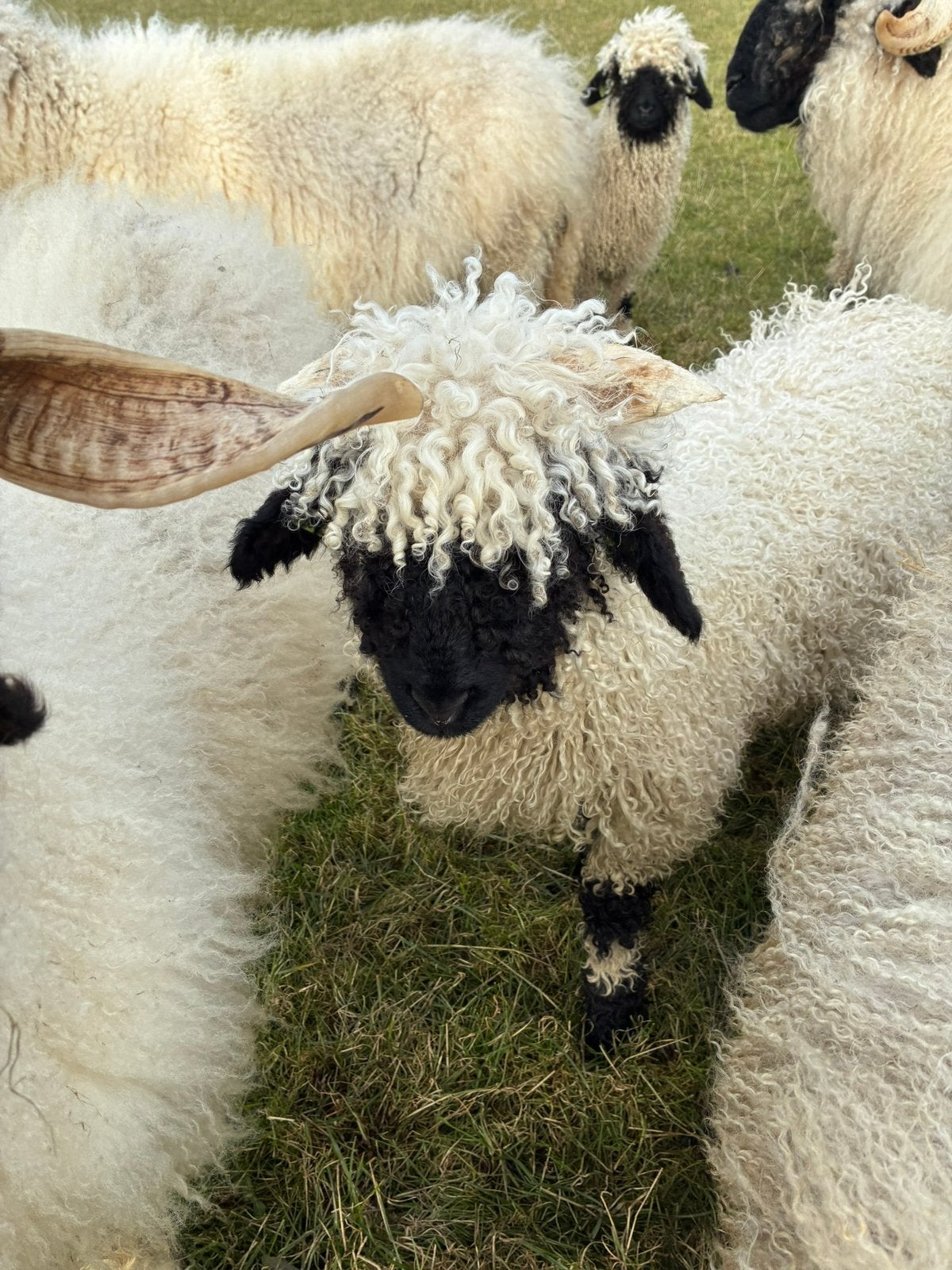 Walliser Schwarznase vachten, Ophalen, Zo goed als nieuw, Spinwol