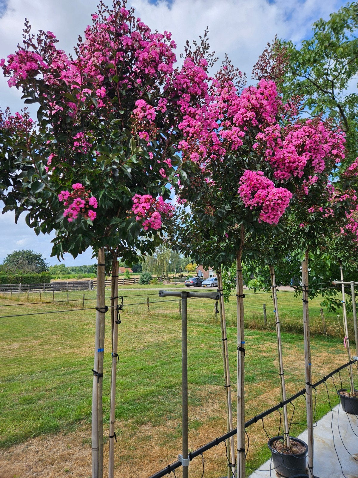 Lagerstroemia Rapsody in Pink / hoogstam / vol bloemen ‼️‼️, Tuin en Terras, Zomer, 400 cm of meer, Ophalen, Volle zon