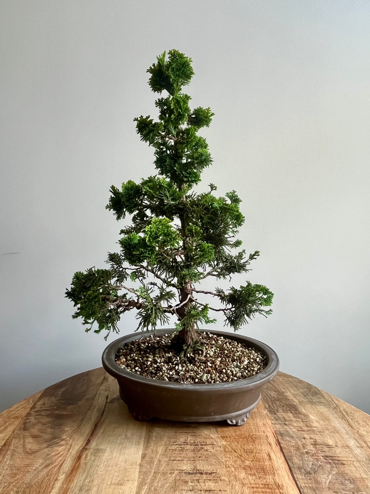 Chamaecyparis obtusa Bonsai – Hinoki Cypress 58cm, Ophalen of Verzenden, Volle zon, Overige soorten