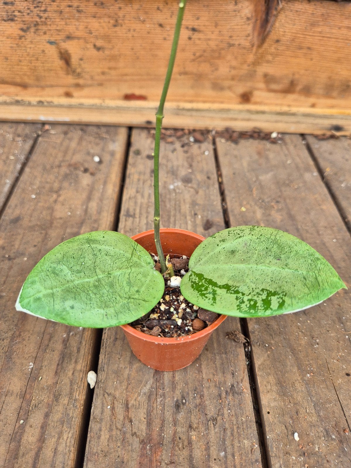 Hoya Verticillata Silver Heart p6 (1), Huis en Inrichting, Ophalen of Verzenden, Halfschaduw, Minder dan 100 cm